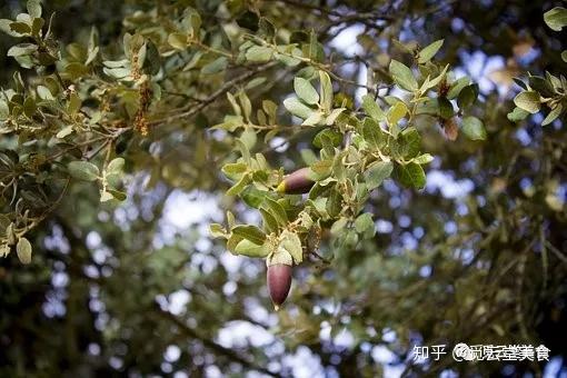 整个秋冬到初春,黑胖们都在橡果树下优哉乐哉地逛吃逛吃, 把有