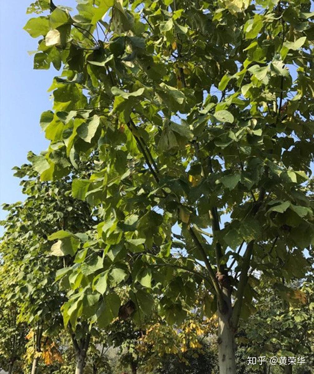 天然植物染料梧桐果