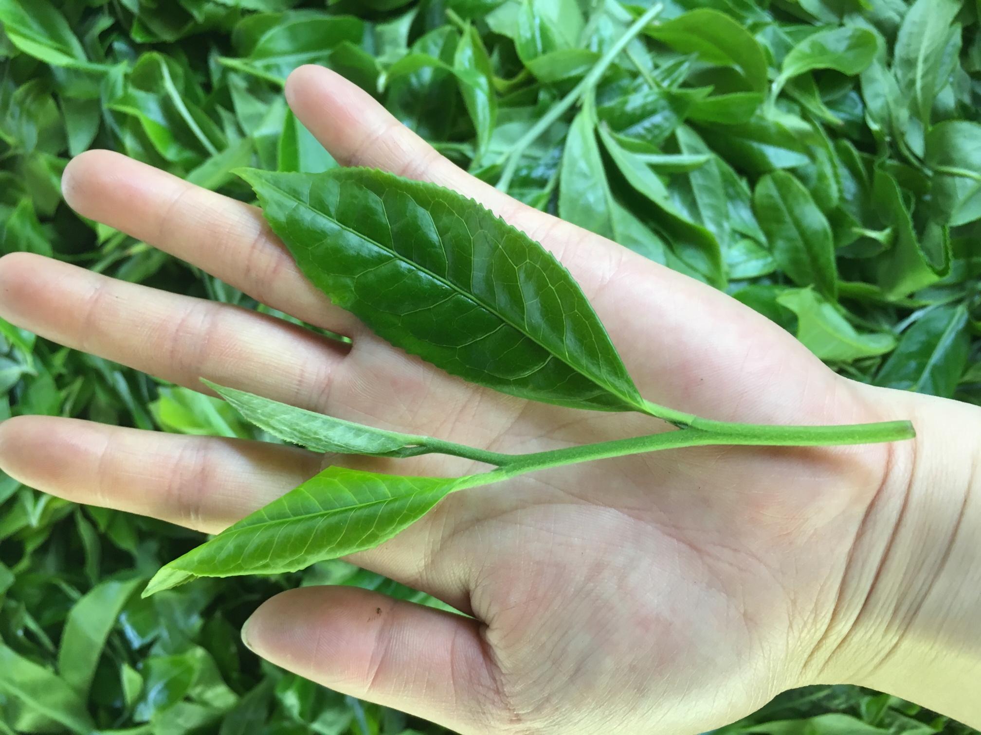 大小不会再发生改变的叶子)的叶片面积大小,将茶叶分为大叶种,中叶种