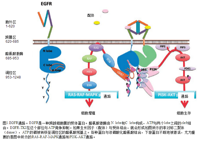 egfr-tki药物对比