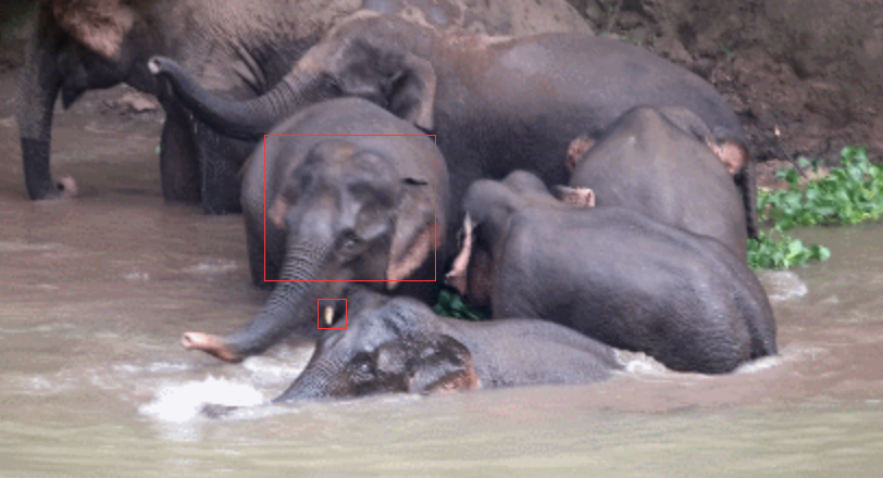 云南野生大象断鼻家族