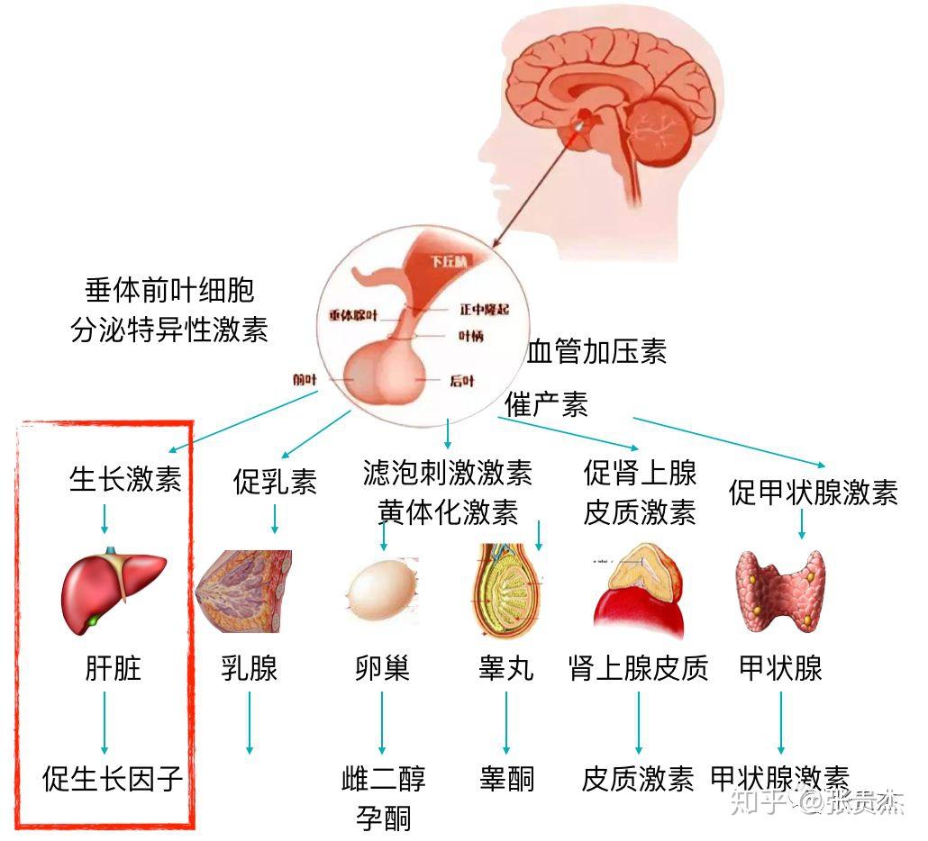 儿童身高发育的关键影响因素——生长激素的介绍 