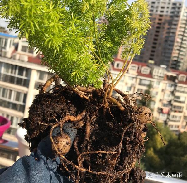 狐尾天门冬丨一起来种一盆毛绒绒的狐狸尾巴 知乎