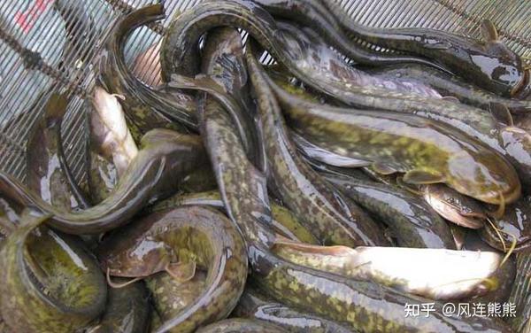 常见养殖淡水鱼 不定期更新和补充 知乎