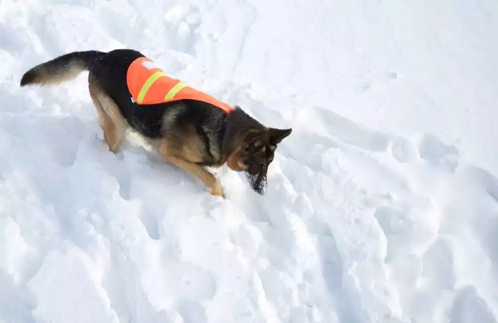 最後一名汶川功勳犬沈虎離世搜救犬的知識你知道多少呢