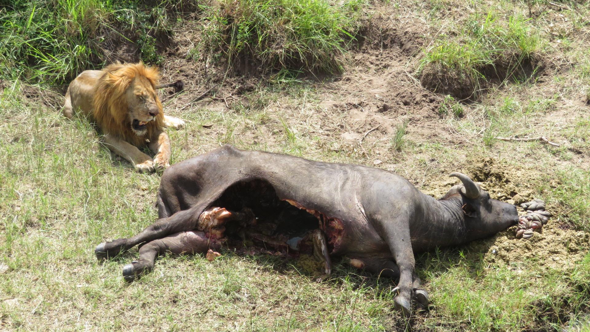 东非我们在草原上目睹了猎豹毁灭一个羚羊家庭的全过程