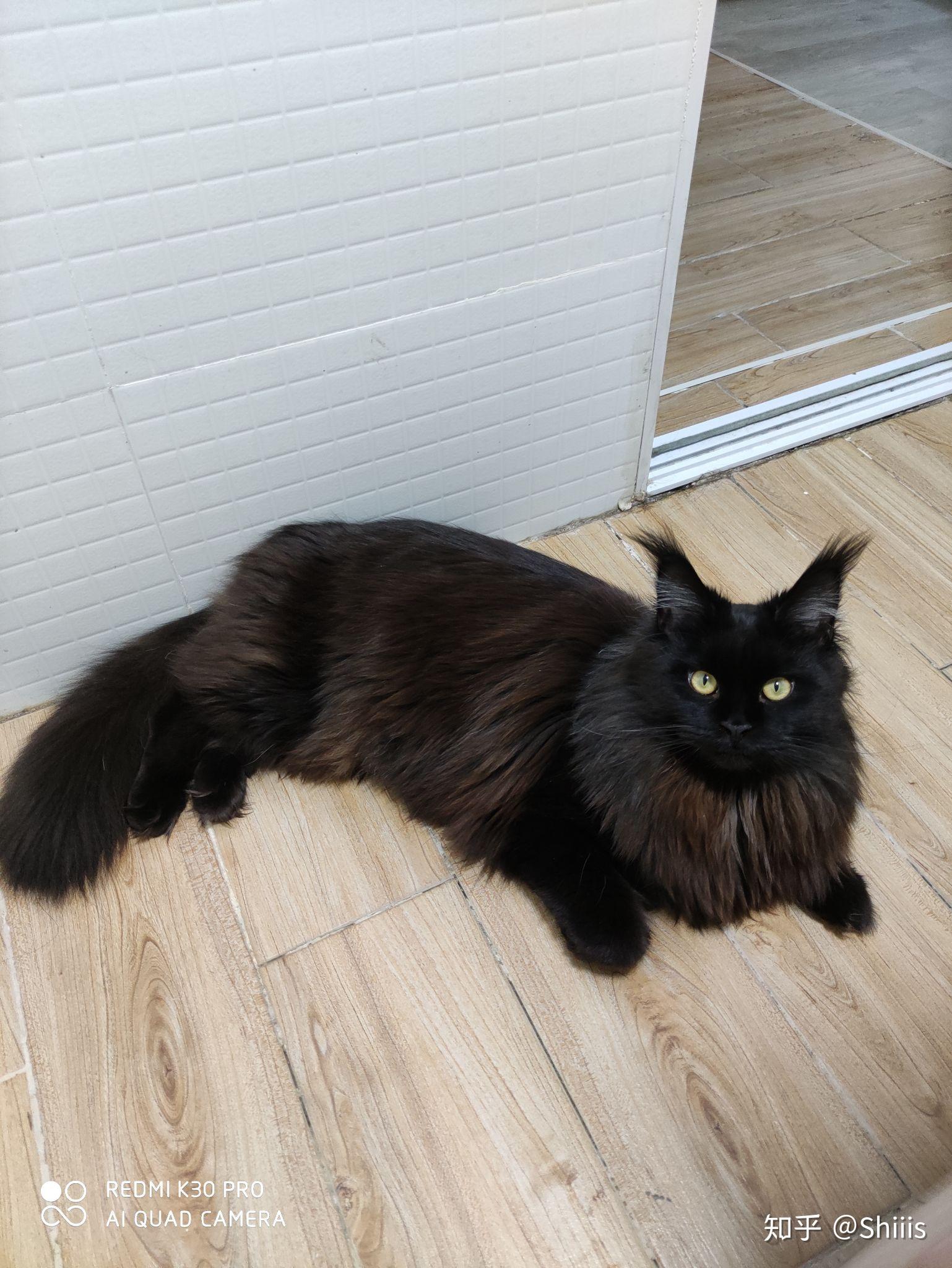 缅因猫和布偶猫哪个可爱?