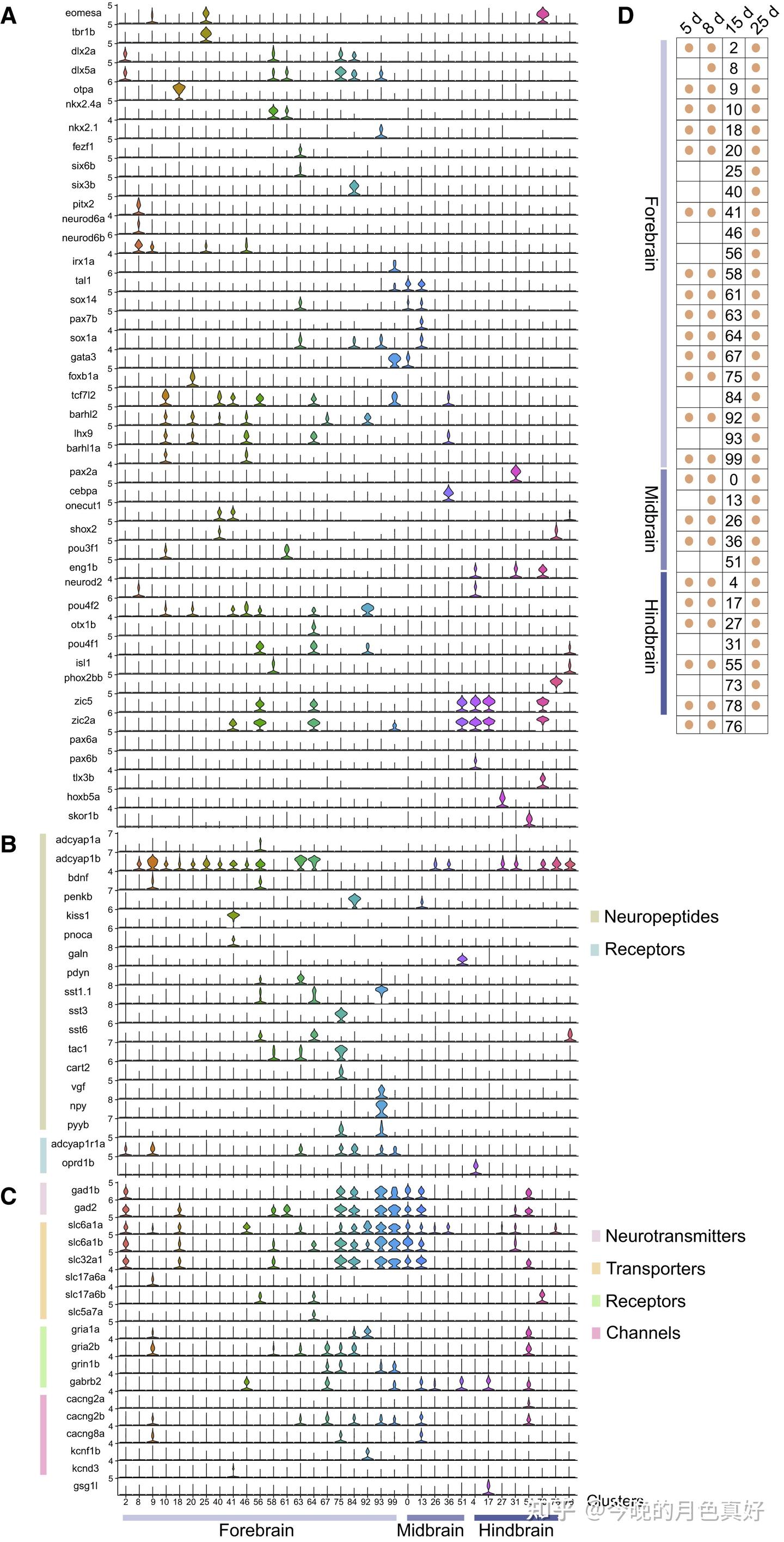 Emergence of Neuronal Diversity during Vertebrate Brain Development - 知乎