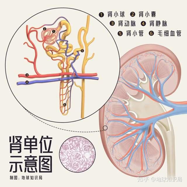 肾蒂名词解释图片