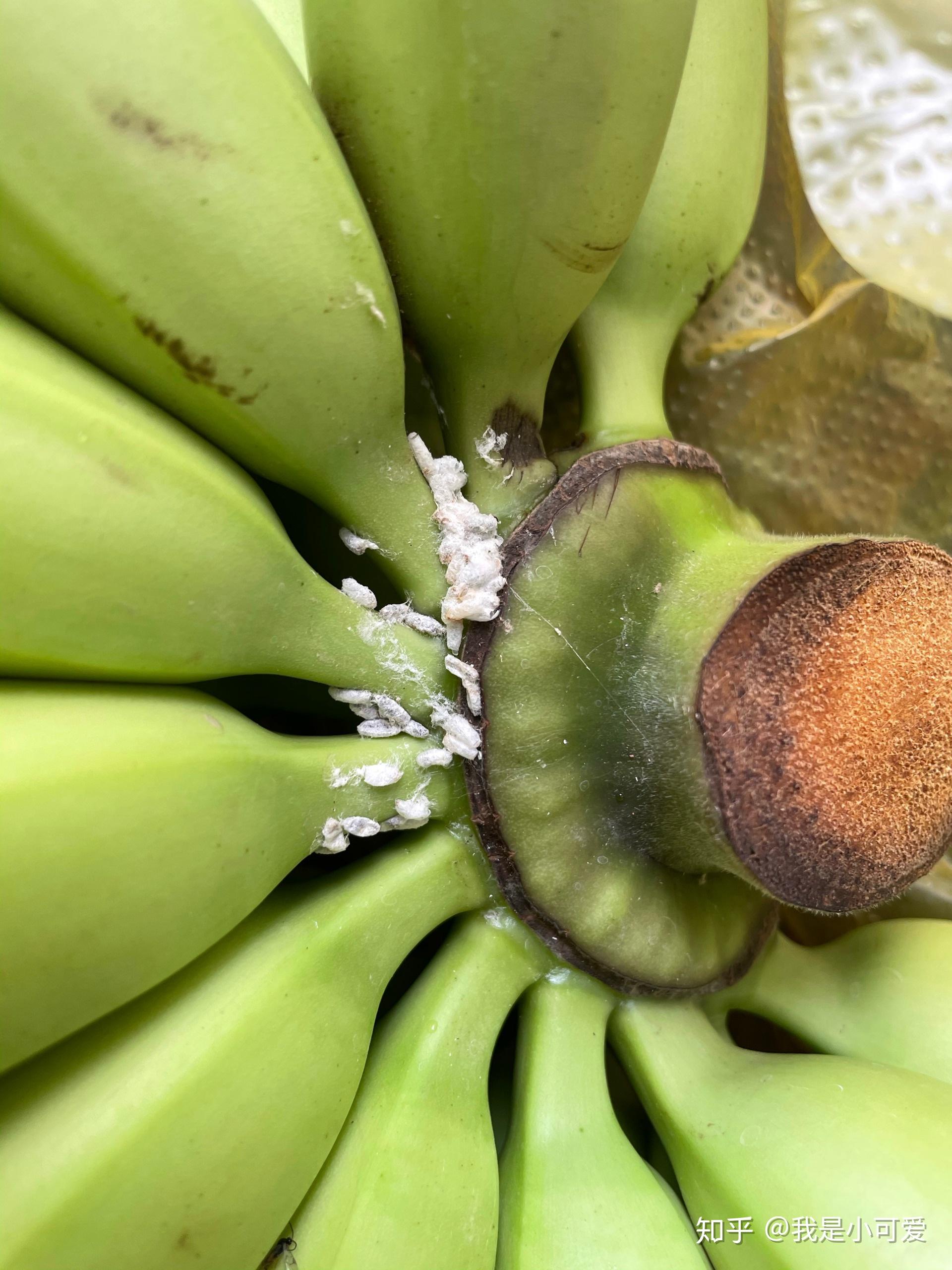 香蕉上面的虫卵不知道是什么虫可以告知一二吗