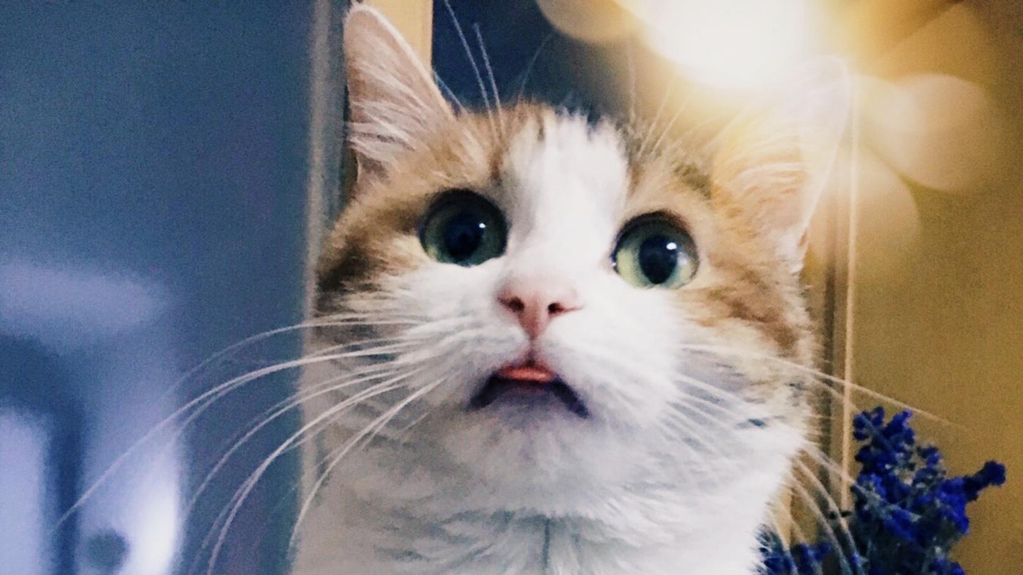关于养猫 你可能不知道的一些事 知乎 关于养猫 你可能不知道的一些事 知乎