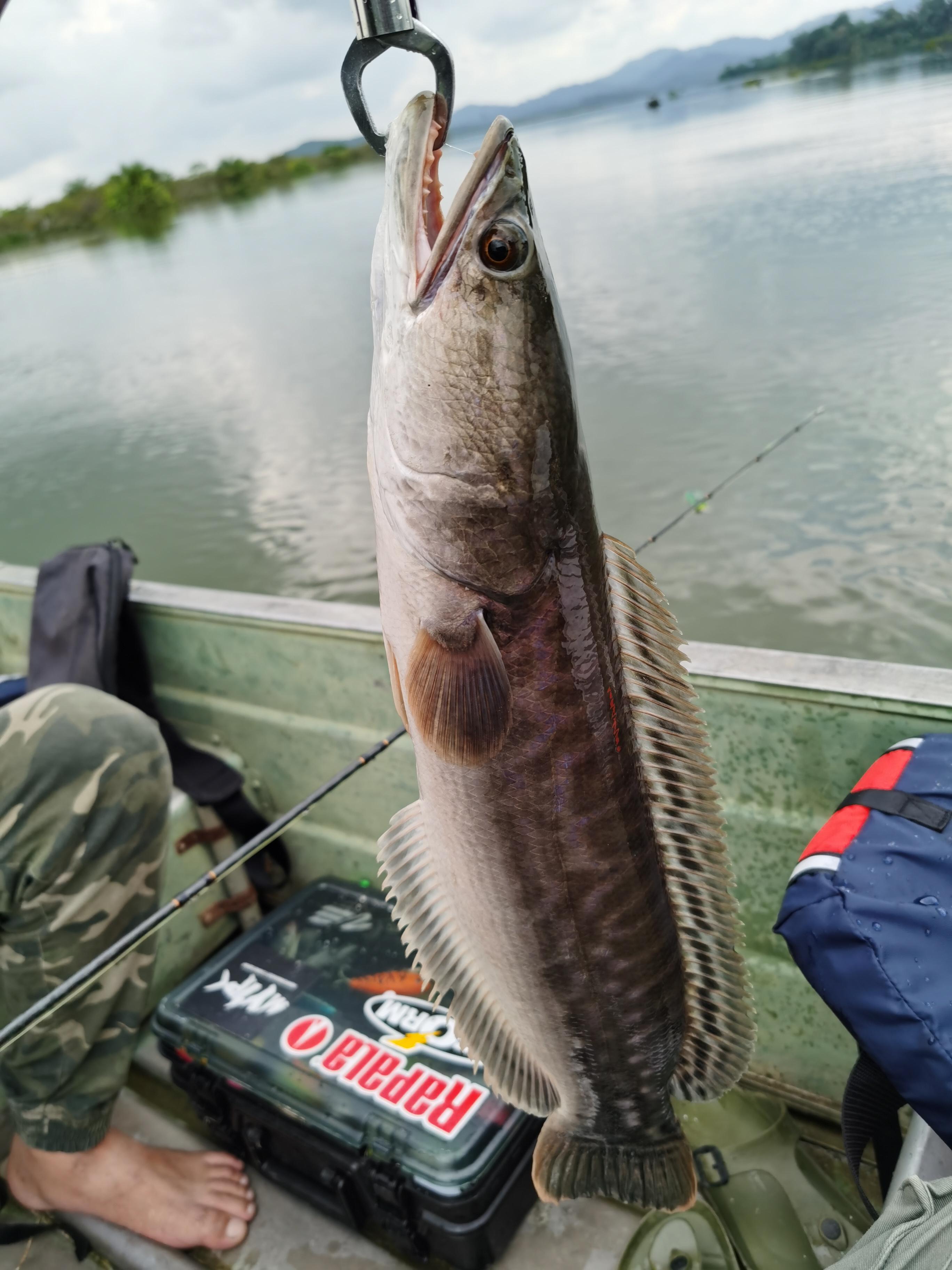 马来西亚钓鱼人的天堂狡猾凶残的多曼鱼之作钓篇