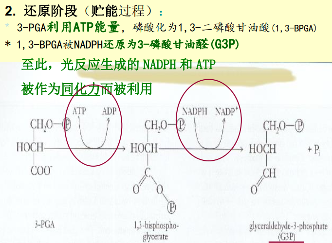 生物专业英语词根词缀|光合作用专题整理|含名词解释(二) - 知乎