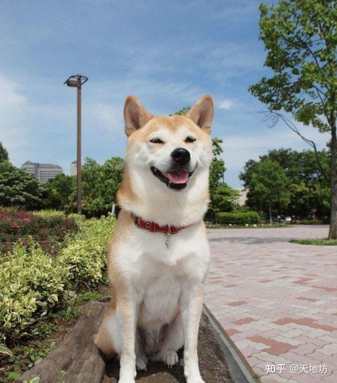 舔狗的十年 v2-e3a5932d423c9d2b98463ff7a306bd3d_r.jpg