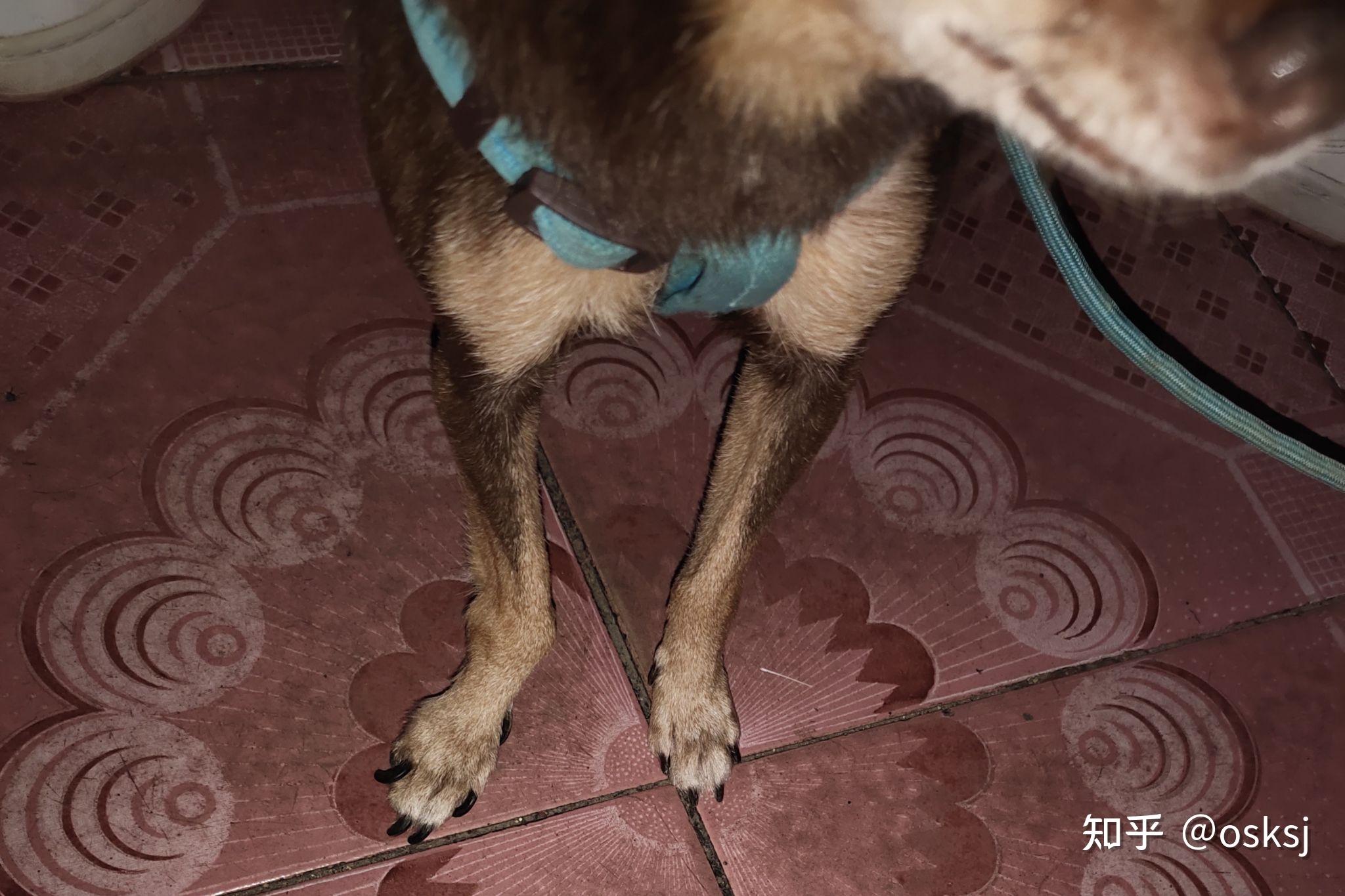 前肢腕关节肘关节变形 - 知乎