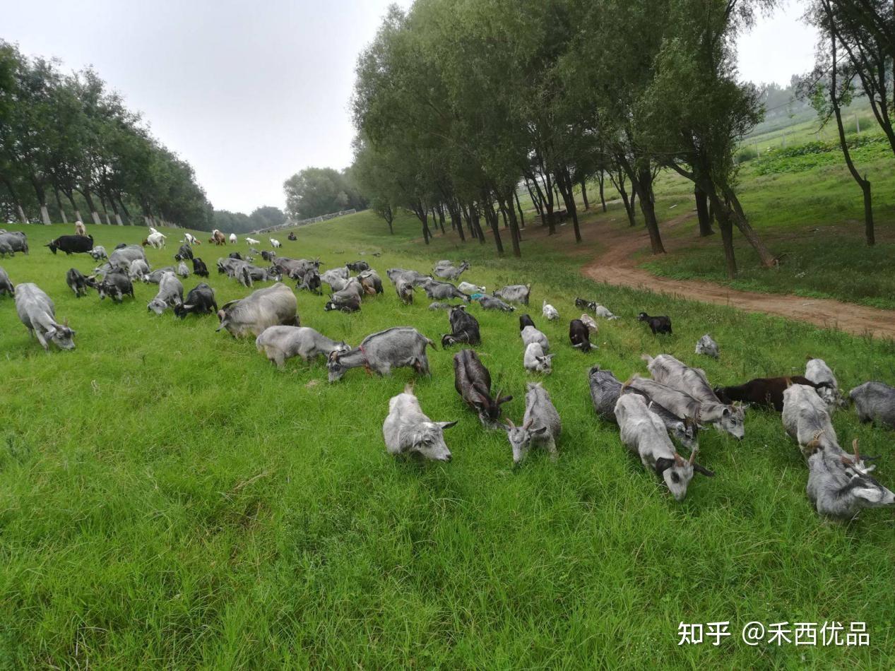 青山羊简介图片