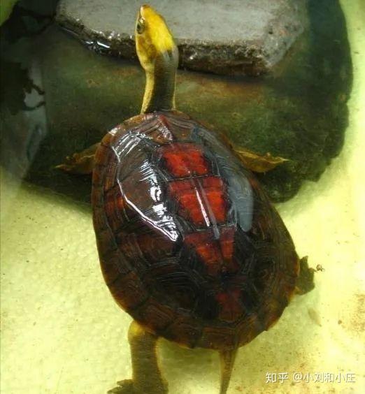 中国国龟大赏看一看有你养的吗