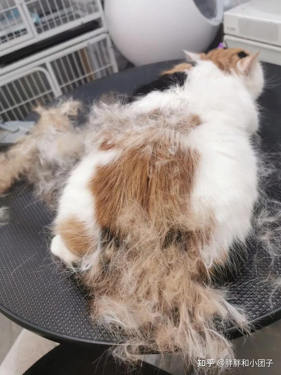 猫咪掉毛怎么办教你几招