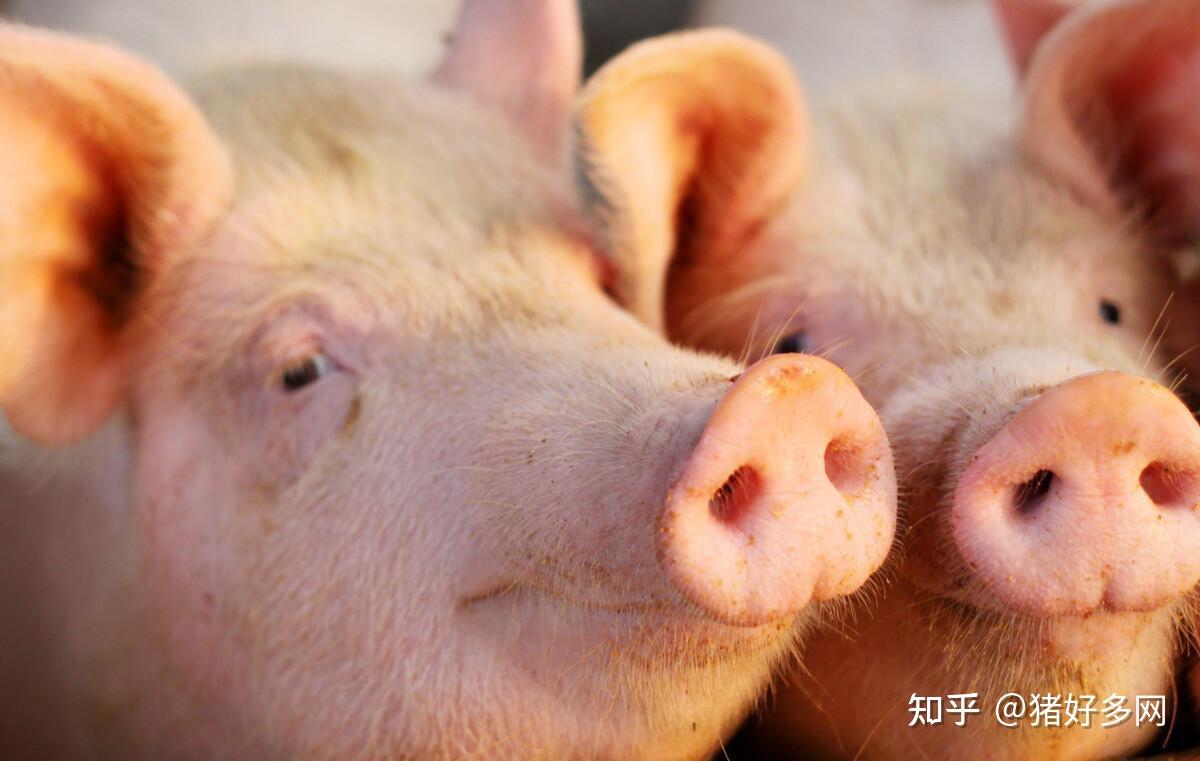 7月15日生猪价格:震荡攀高!大猪继续走强,养殖预期利润不减