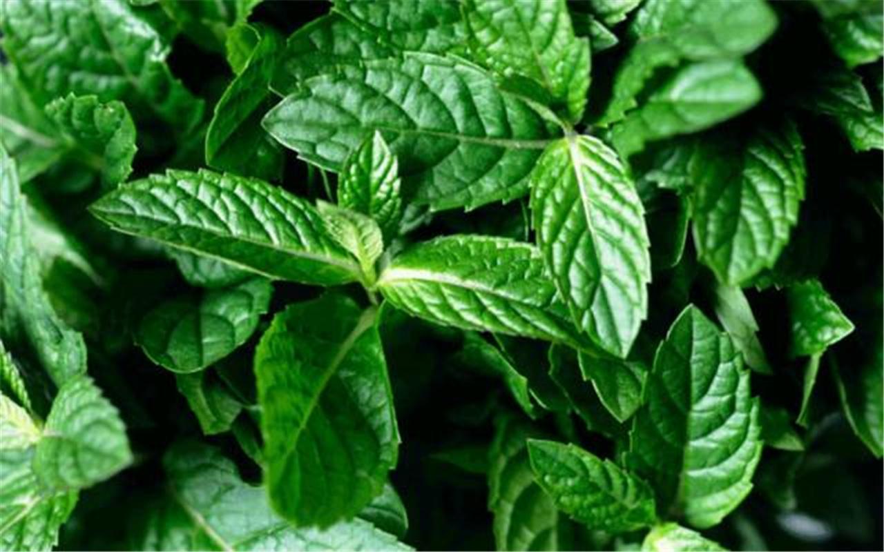 春季养生茶蒲公英茶清热去火金银花茶润肤祛斑薄荷茶除口臭