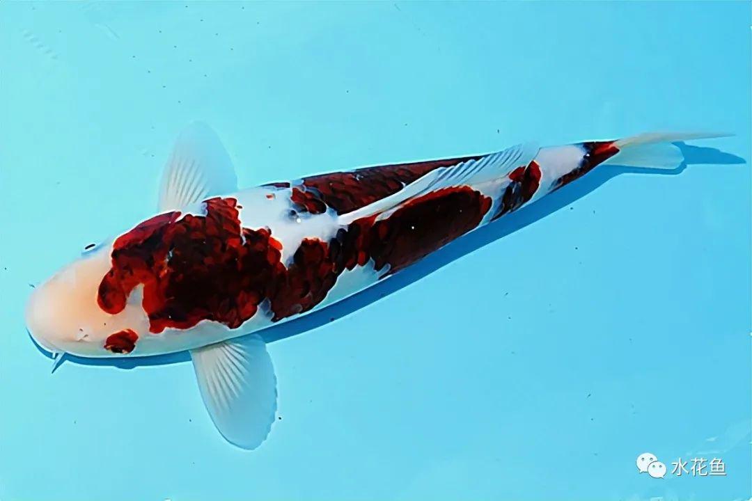 3葡萄衣锦鲤2墨衣锦鲤1蓝衣锦鲤(4)衣三色:大正三色的红斑上出现蓝色