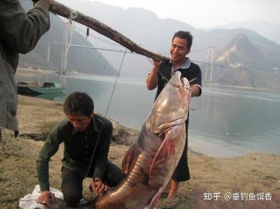 云南钓友大战澜沧江,钓获百斤万元面瓜鱼,引众人垂涎三尺