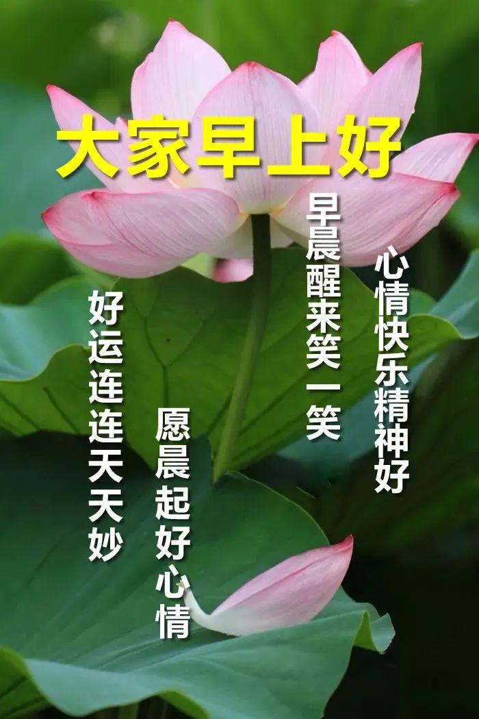 11張春暖花開早安圖片帶字推薦早上好問候語圖片