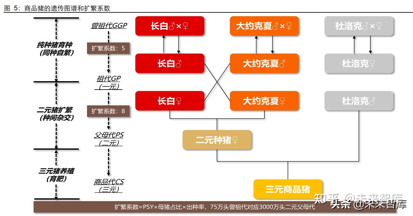 生猪养殖专题报告:为何欧美在种猪繁育上具有领先优势?