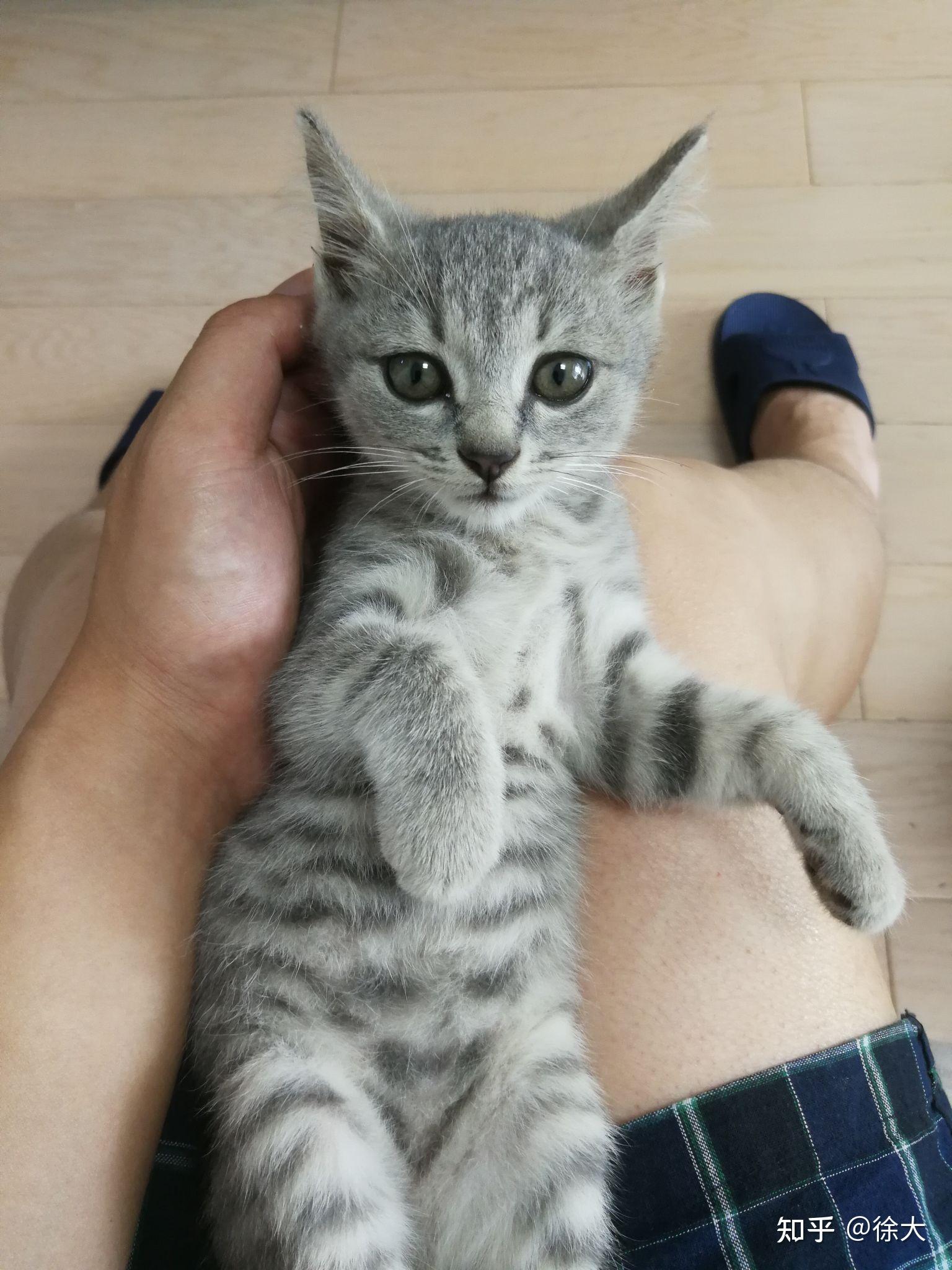 我看有人养这种灰色的狸花猫去哪里找