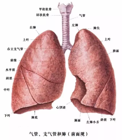 人体最重要的呼吸器官 肺 知乎