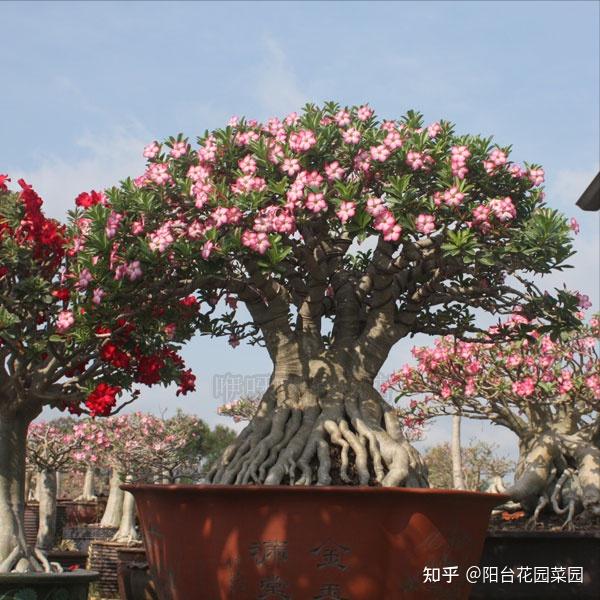 5种长寿花,天生“富贵命”,养它几十年,就是“传世宝”(名贵长寿花)