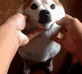 呆了不到三秒,我拦腰抱着它的肚子使劲用力催吐,当时我在吃药,掉在了