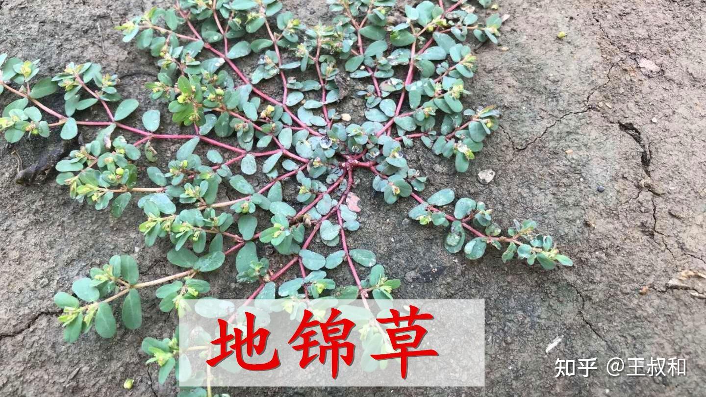 中药材地锦草,王叔和整理好了 - 知乎