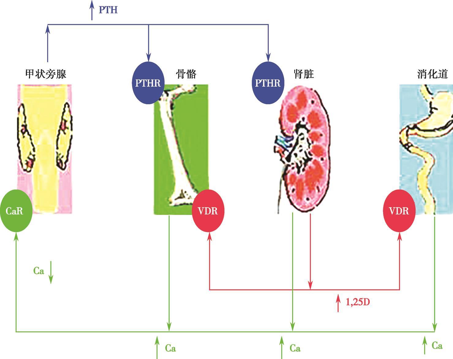 第三节钙的生理作用及代谢调节