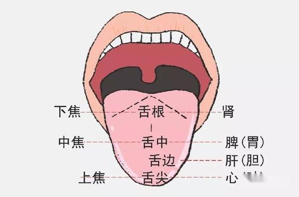 一篇文章教您成为舌诊大师!(全是干货) - 知乎