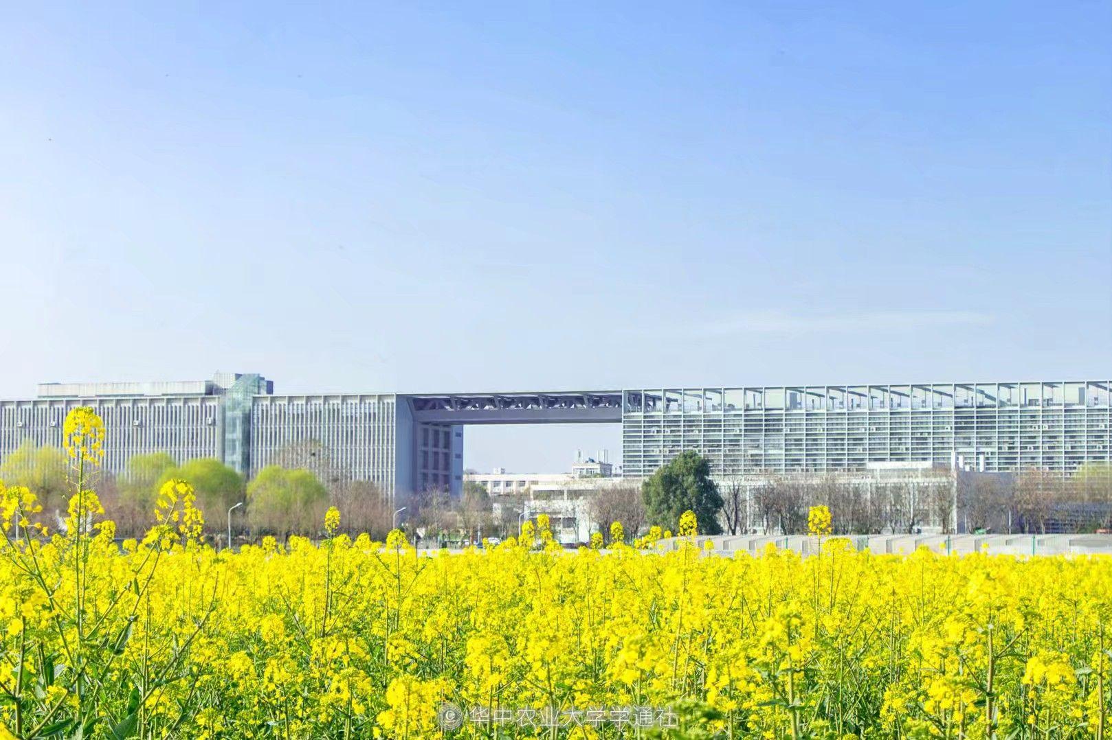 华中农业大学的校园环境如何