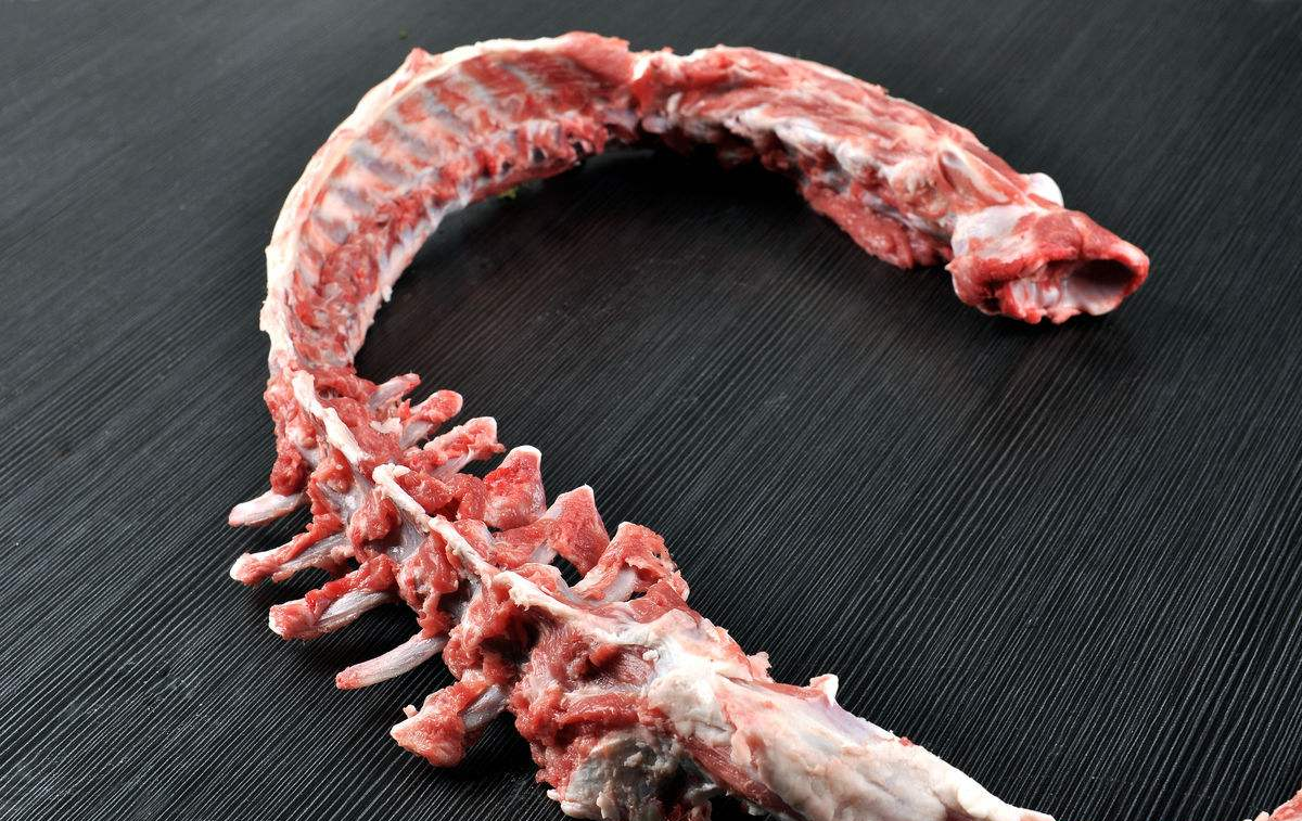 动物篇(31)·脊索动物门