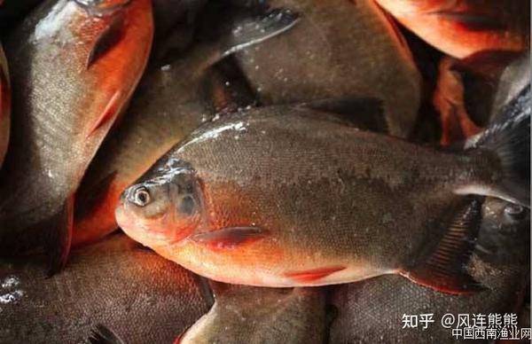 淡水白鲳 - 知乎