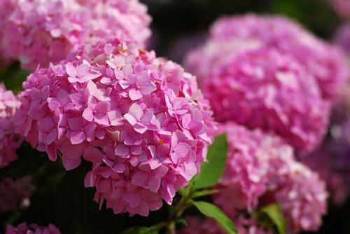 养绣球花却不会调色 你算是白养了 绣球花无尽夏调色方法 知乎