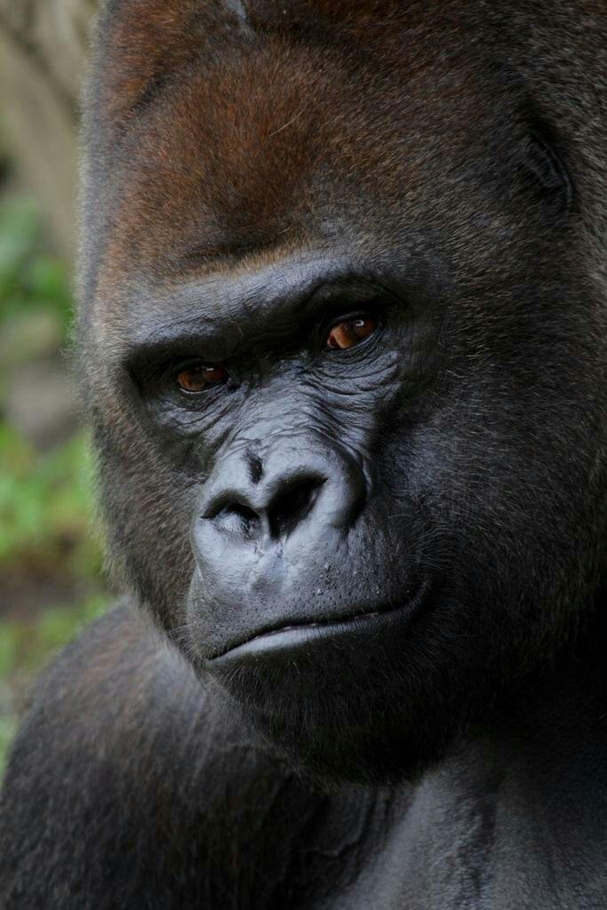 中文网络上流传的关于黑人智商的文章可信吗?