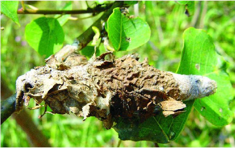 shtml1.3大蓑蛾茶小蓑蛾体型普遍比较小,幼虫和成虫的花纹也不太一样.