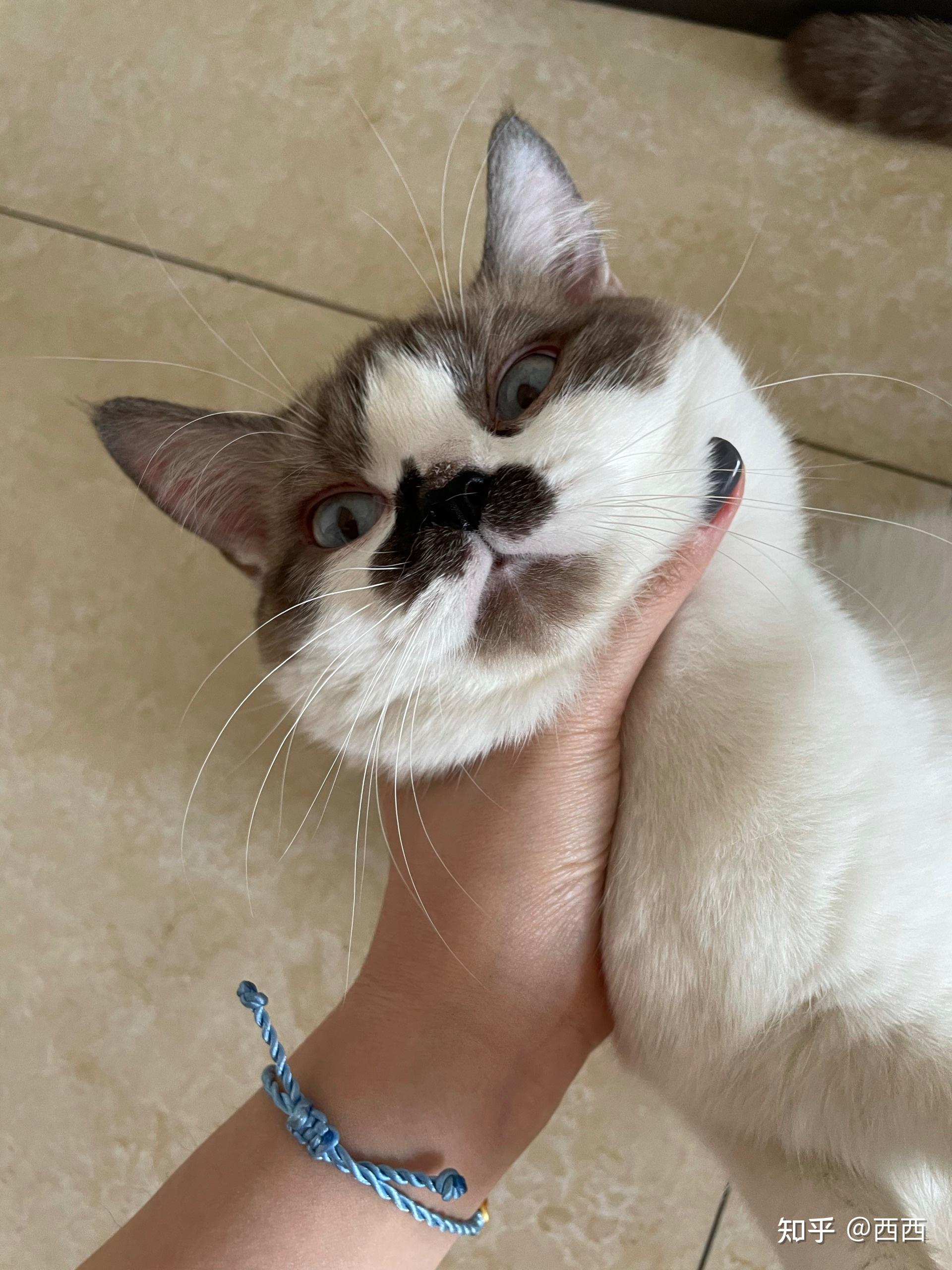 大伙有养英短串布偶的图嘛