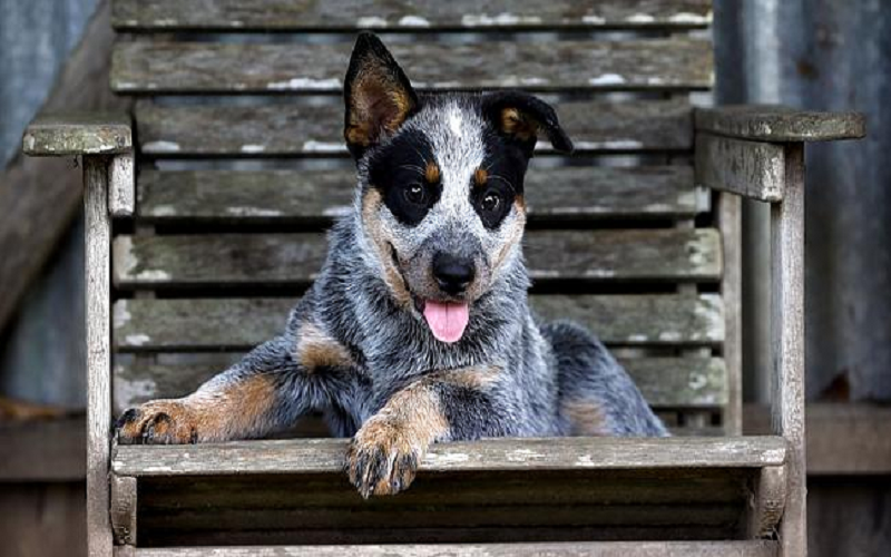 昆士兰赫勒犬图片