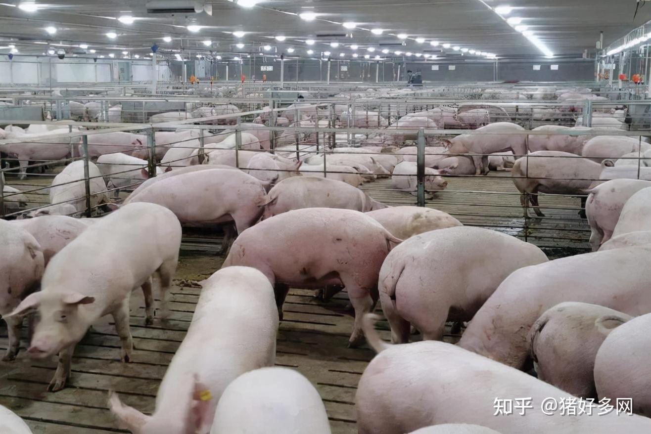 大部分养猪场不会再选择压栏,但是,小编提醒一下,今年的猪价是经验能