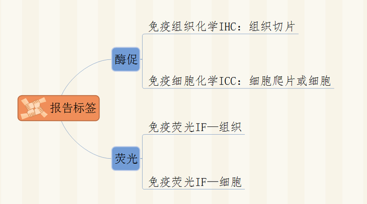 免疫组化和免疫荧光的区别 知乎