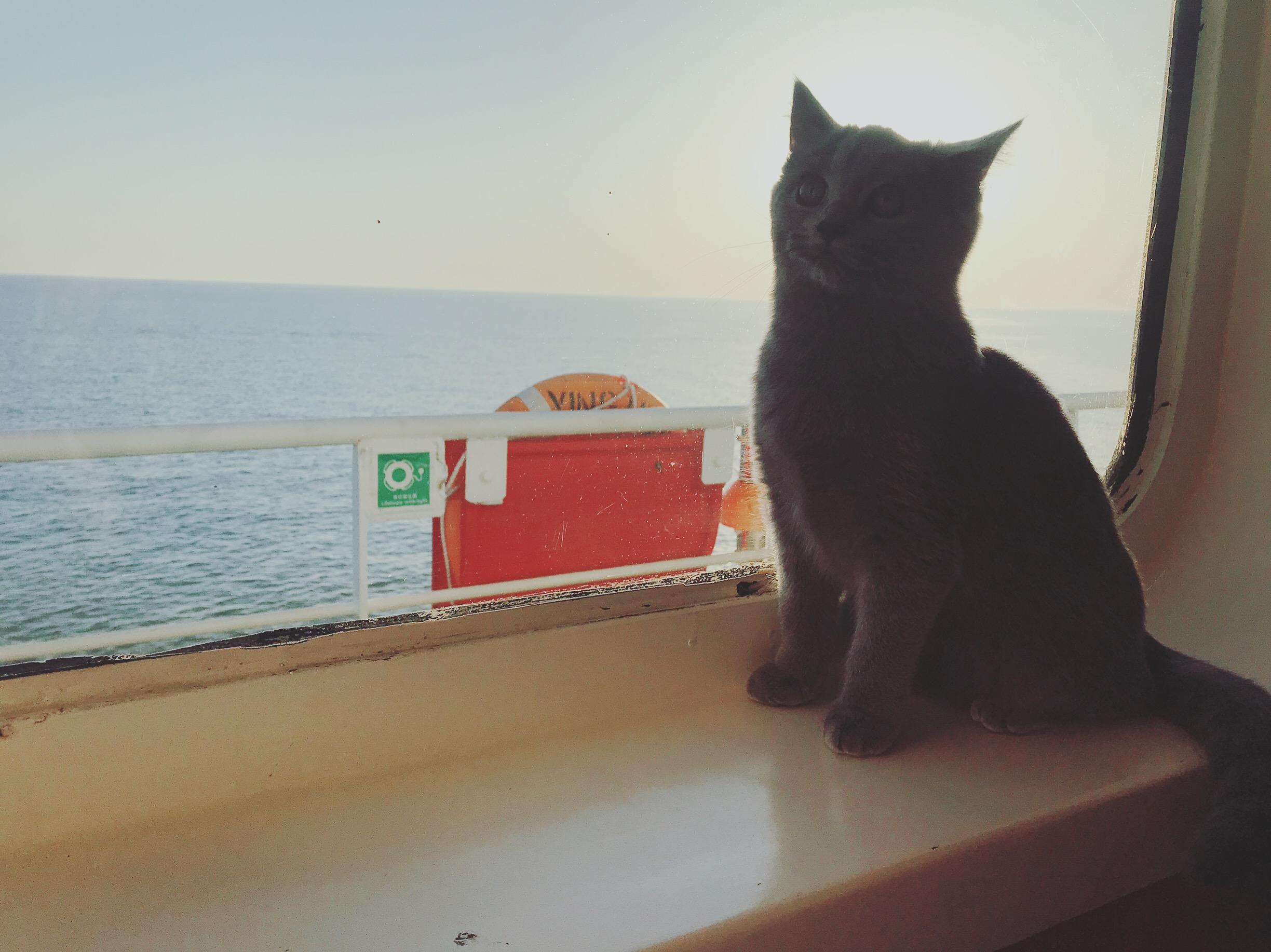 带着猫猫去旅行｜珠海沙滩|Photography|Pet Photography|COISINI_1_Original作品-站酷ZCOOL