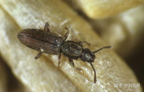 这是什么虫子有毒吗出现在我家面条里