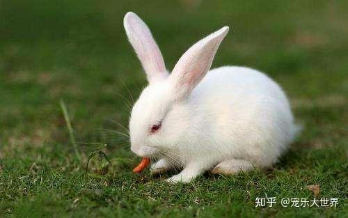兔子的耳朵可以碰到水吗 v2-e42f9b8c79bc86c22c13db5ace2e0645_r.jpg