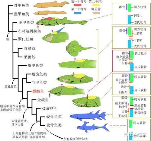 生物进化树整理 - 知乎