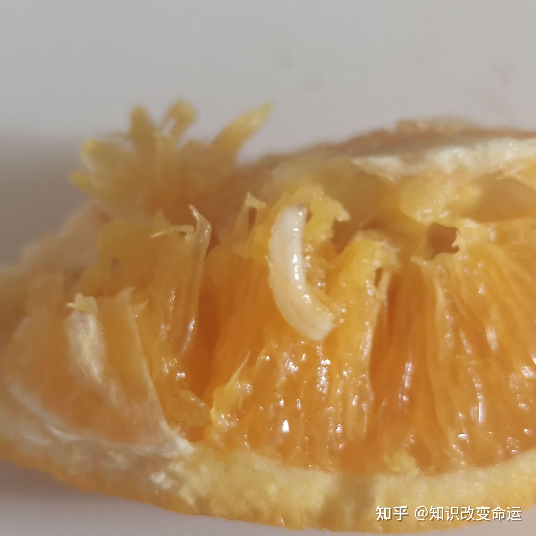 美团优选水果吃出几条大活虫和美团优选客服多次沟通最后只能赔付100